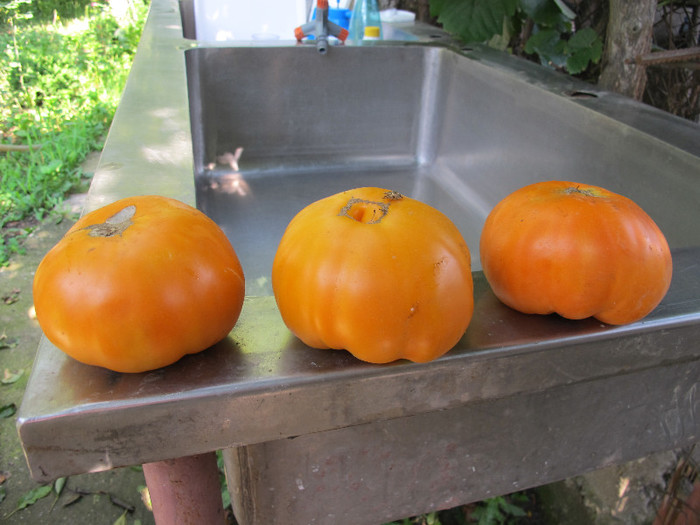 Romania 2012 Amana Orange - TOMATOES in my GARDEN 2012