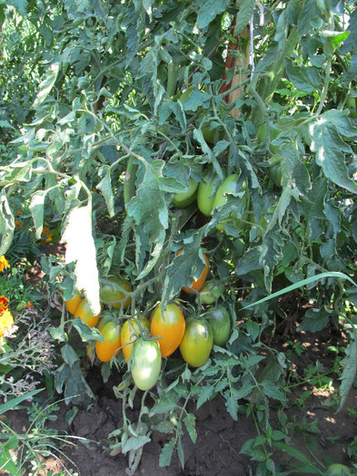 Romania 2012 Orange Roma; Orange Roma,fantastica atit pt.salate cat,mai ales,pentru sos,bulion.Planta din fotografie a produs 8 kg de tomate.
