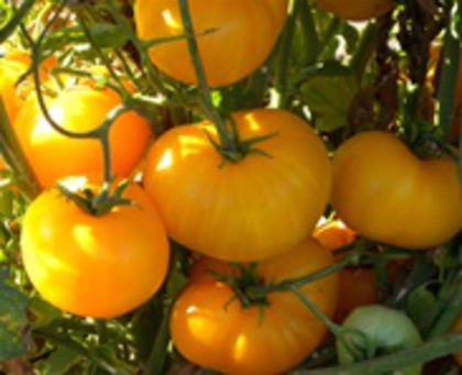 azoychka - TOMATOES in my GARDEN 2012