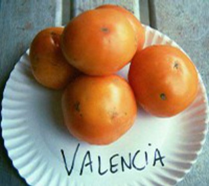Valencia; Tomate VALENCIA;se apropie de Amana Orange
