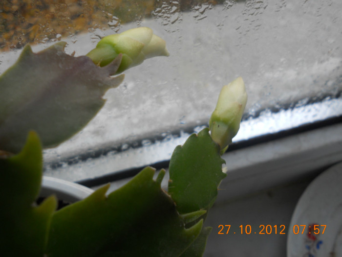 DSCN2255 - Schlumbergera 2012-2013