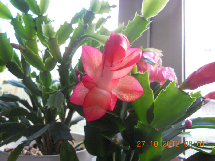 DSCN2266 - Schlumbergera 2012-2013