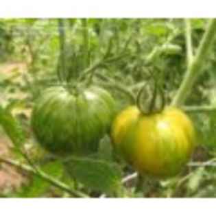 green_zebra-120x120 - TOMATE VERZI - 2012