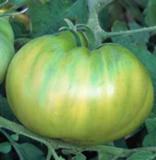 evergreen_tomato_plant_T - TOMATE VERZI - 2012