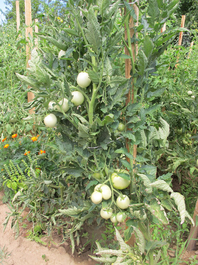 Romania 2012 Tomate Albe; Tomate ALBE.Cresc inalte dar nu se intind pe lateral;ocupa putin spatiu.
