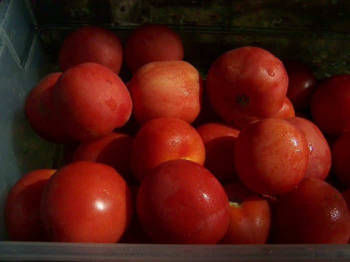 PINK PEACH  piersica roz - TOMATE  SPECIALE-special tomatoes - 2012