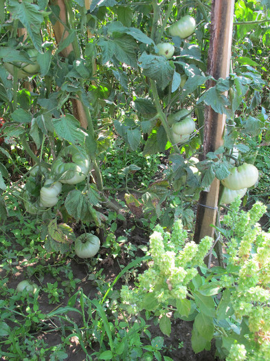 Romania 2012 Ananas Noir - TOMATE  SPECIALE-special tomatoes - 2012