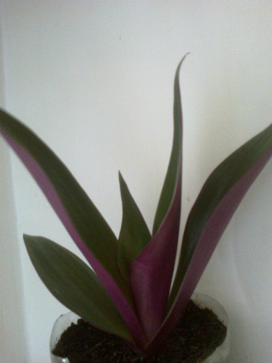 rhoeo spathacea(sabiuta purpurie)1 - Diverse flori