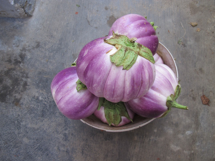 Romania 2012 BIANCA di Rosa - VINETE - EGGPLANTS 2012-seminte