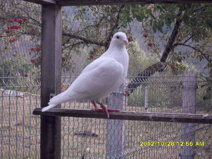 2011 RO Ploiesti - Femele