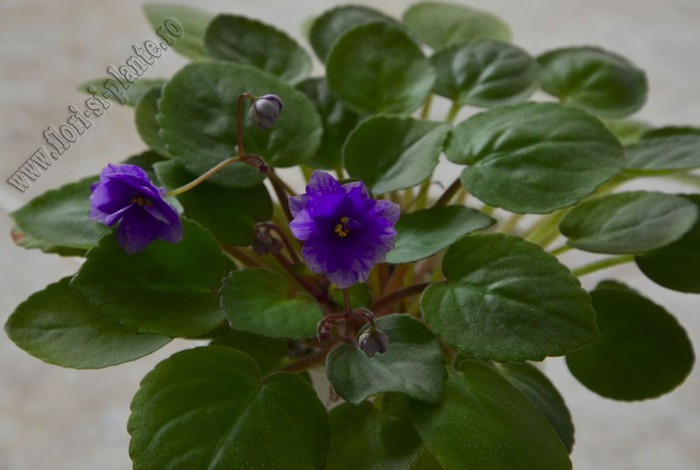 Saintpaulia Ajohn s Raquel - VIOLETE AFRICANE  - Saintpaulia