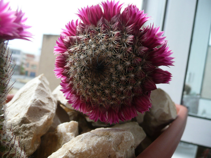 P1080714 - CACTUSI 2012