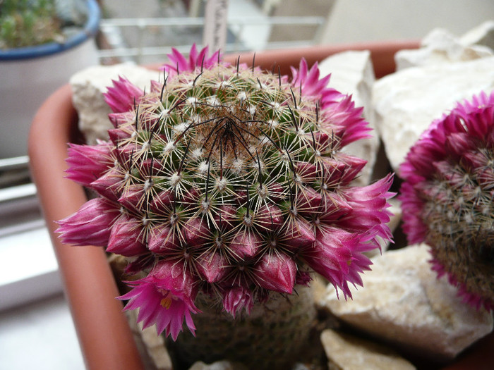 P1080715 - CACTUSI 2012