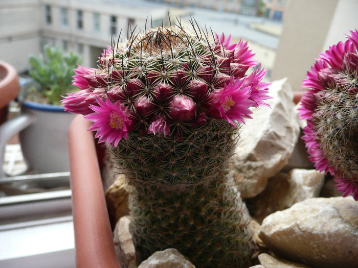 P1080716 - CACTUSI 2012