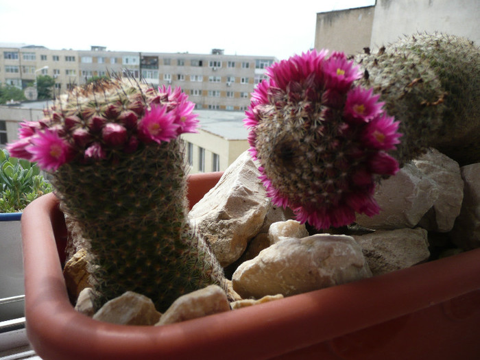 P1080717 - CACTUSI 2012