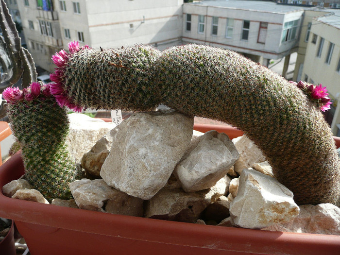 P1080788 - CACTUSI 2012