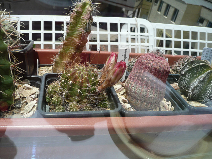 P1080855 - CACTUSI 2012