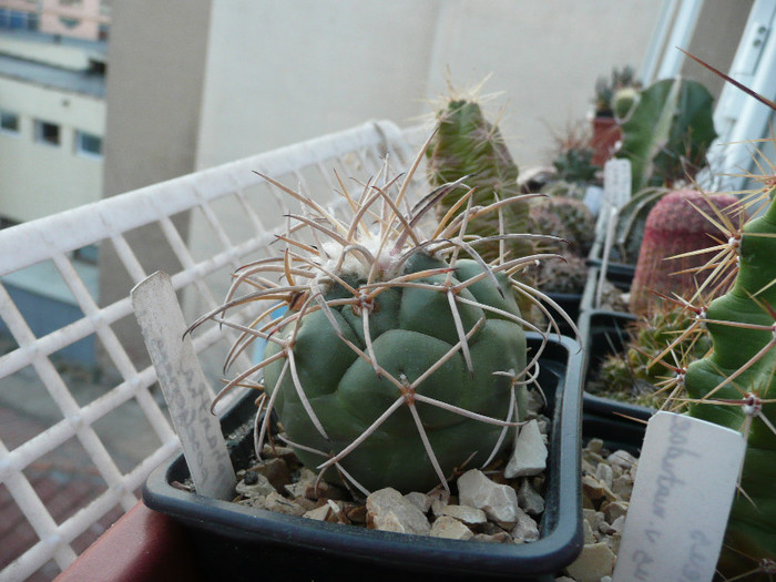 P1090075 - CACTUSI 2012