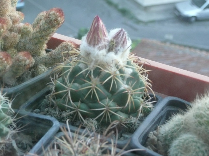 P1090082 - CACTUSI 2012