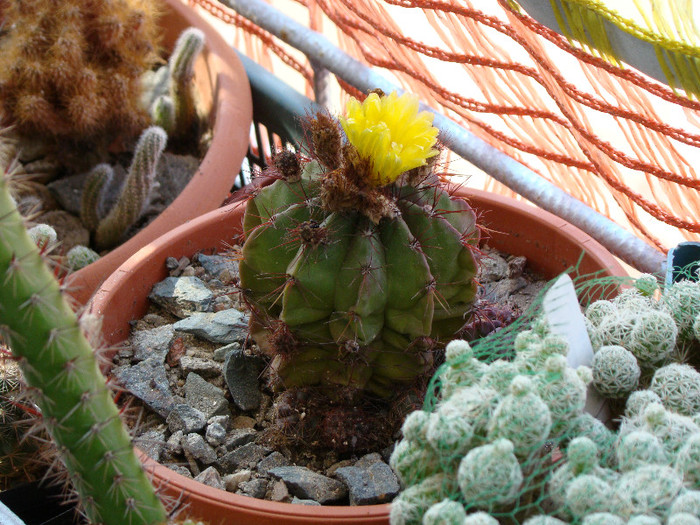 DSC05678 - CACTUSI 2012