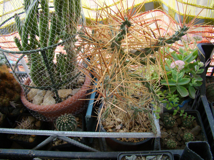 DSC05698 - CACTUSI 2012