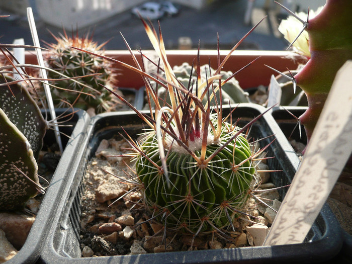 P1100157 - CACTUSI 2012