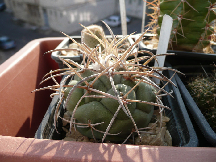 P1100160 - CACTUSI 2012