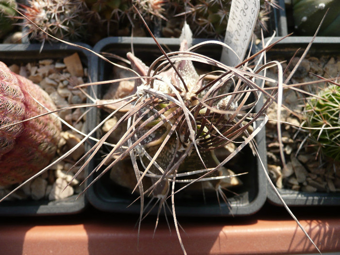 P1100168 - CACTUSI 2012