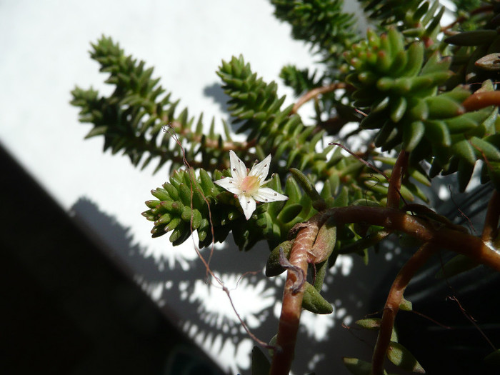 P1080857 - SUCULENTE 2012