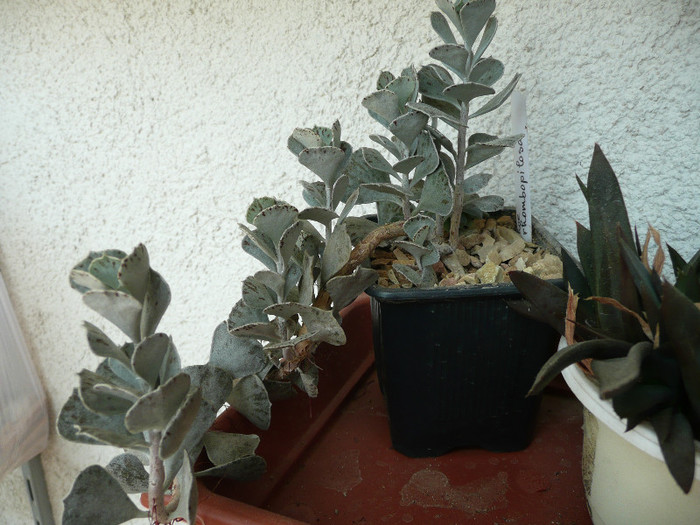 P1090052