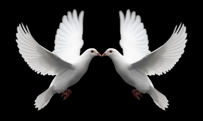 Pair_of_White_Doves_Symbolize_Love