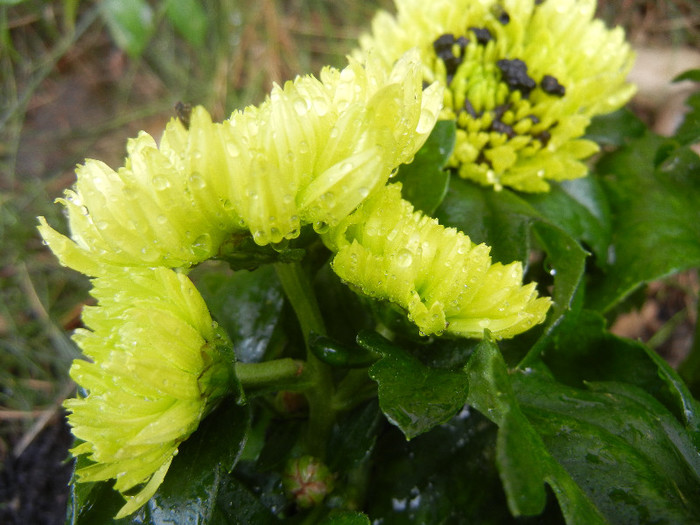 Chrysanth Green Valley (2012, Oct.27) - Chrysanth Green Valley