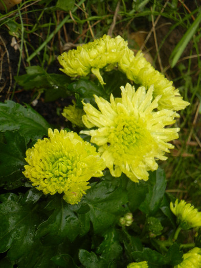 Chrysanth Green Valley (2012, Oct.27)