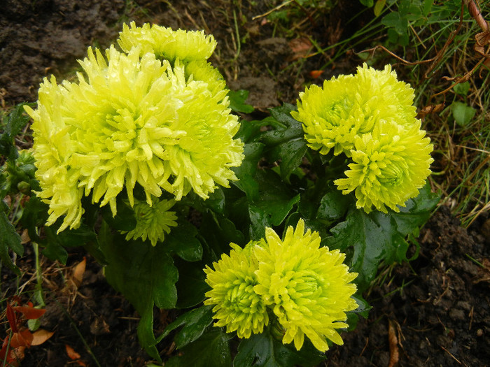 Chrysanth Green Valley (2012, Oct.27) - Chrysanth Green Valley