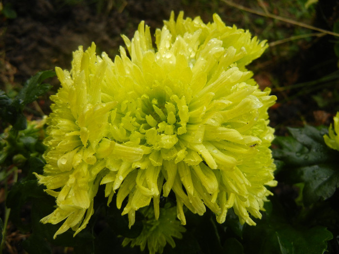 Chrysanth Green Valley (2012, Oct.27)