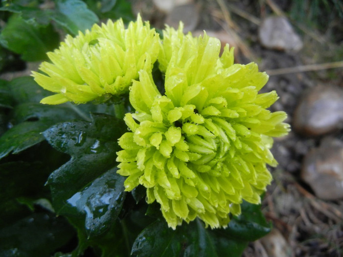 Chrysanth Green Valley (2012, Oct.27)