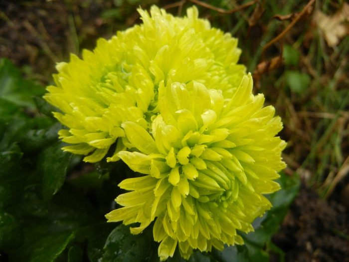 Chrysanth Green Valley (2012, Oct.27) - Chrysanth Green Valley