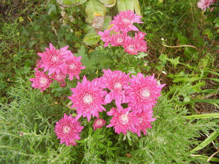 Pink Chrysanthemum (2012, Oct.27)