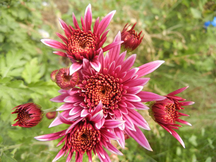 Purple & White Chrysanth (2012, Oct.27) - Purple White Chrysanthemum