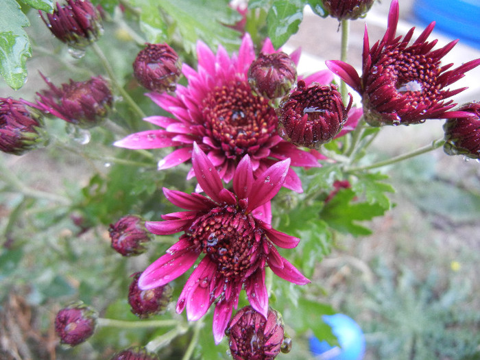 Purple & White Chrysanth (2012, Oct.27)