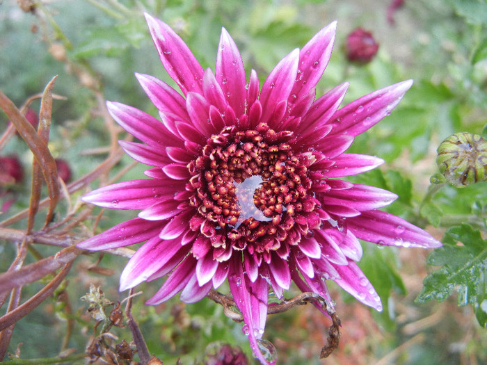 Purple & White Chrysanth (2012, Oct.27) - Purple White Chrysanthemum