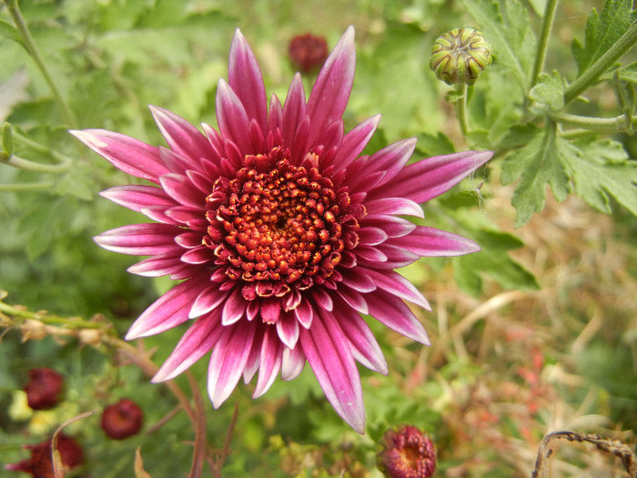 Purple & White Chrysanth (2012, Oct.27)