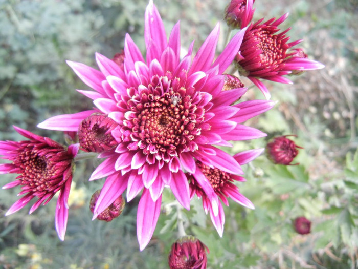 Purple & White Chrysanth (2012, Oct.27)