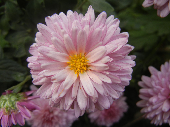 Pink & Yellow Chrysanths (2012, Oct.27) - Pink Yellow Chrysanthemum