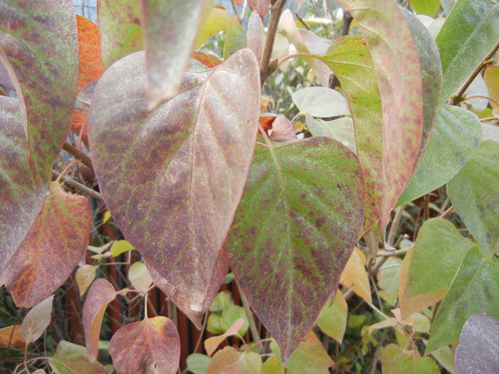 Autumn Colors (2012, October 27)