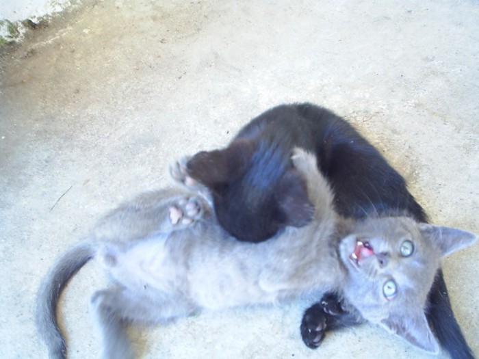 Ajutor !!! - Momente inedite  din locul unde traiesc