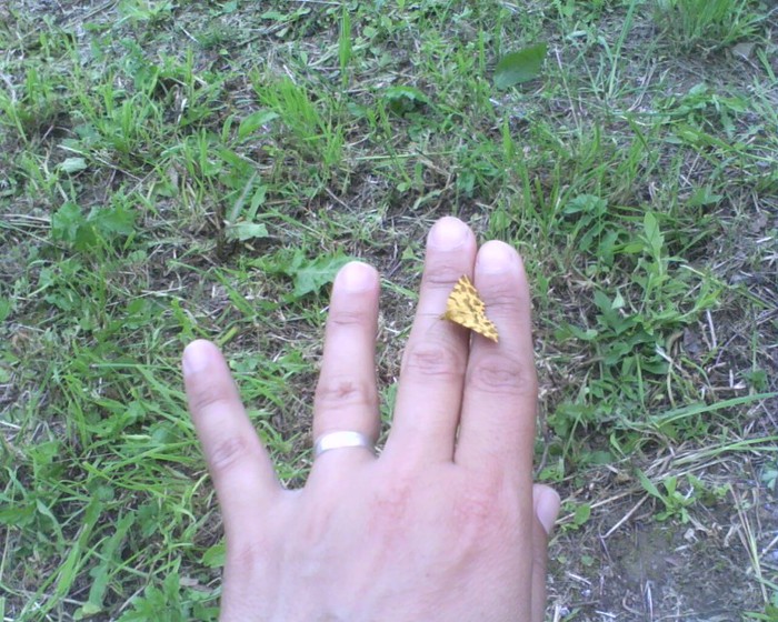 Nenfricatul fluturas