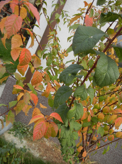 Autumn Colors (2012, October 27)