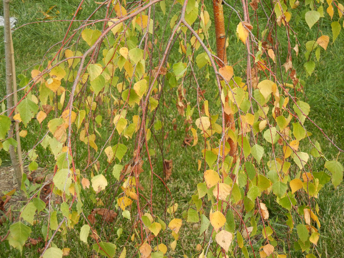 Autumn Colors (2012, October 27)