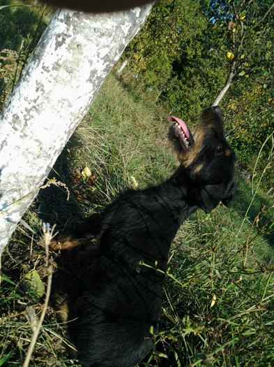 Fotografie0902 - jagd terrier